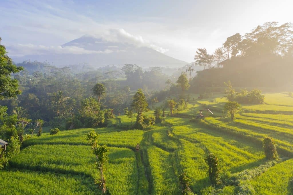 forêts voyage à bali en solo